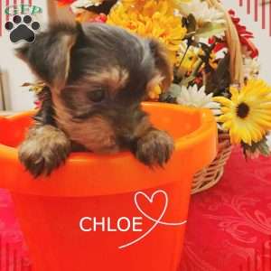 Chloe, Yorkie Puppy